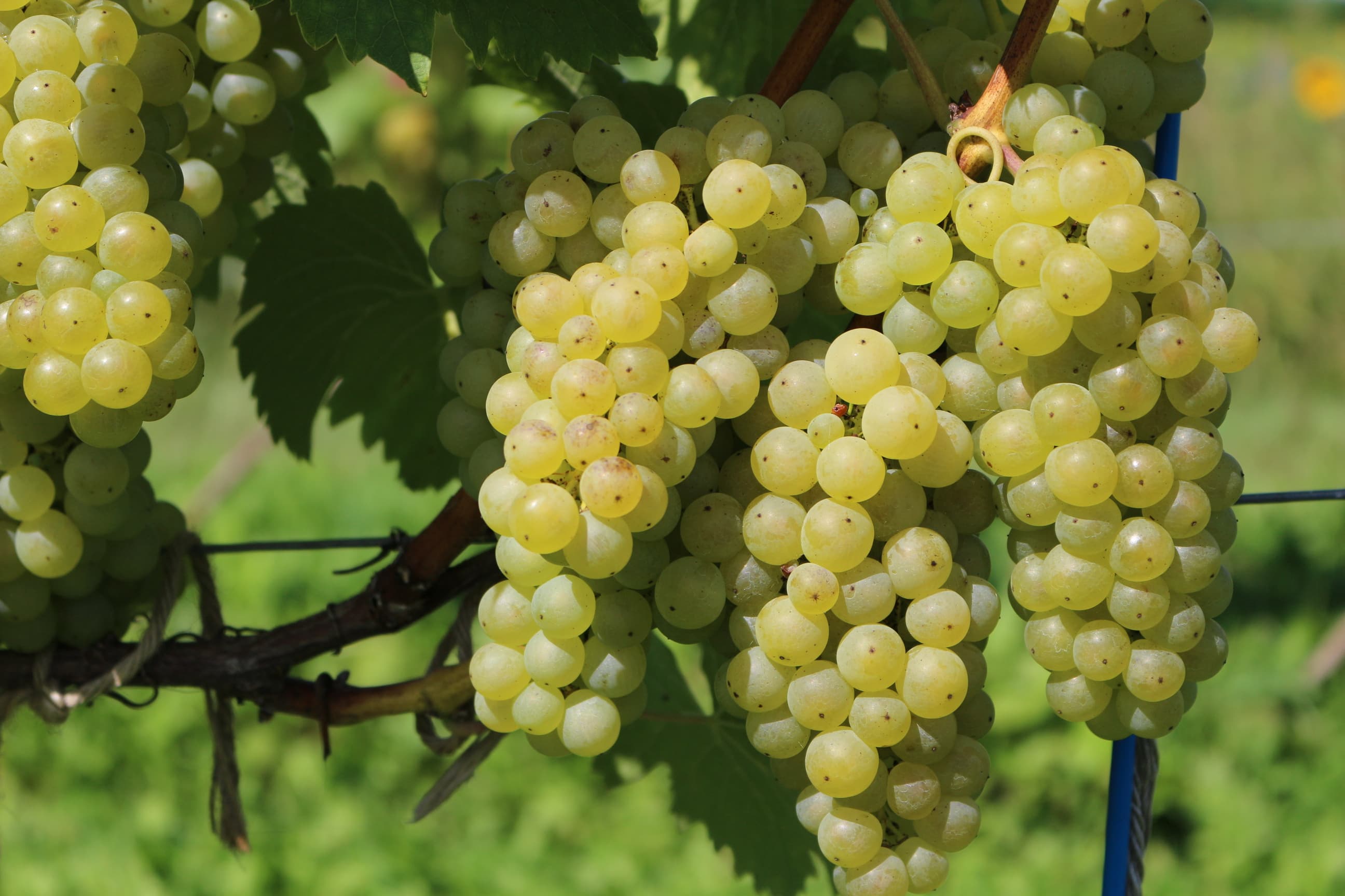 Hamada Vineyard